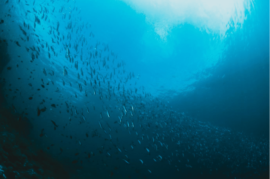 Veganismo e o impacto nos animais marinhos